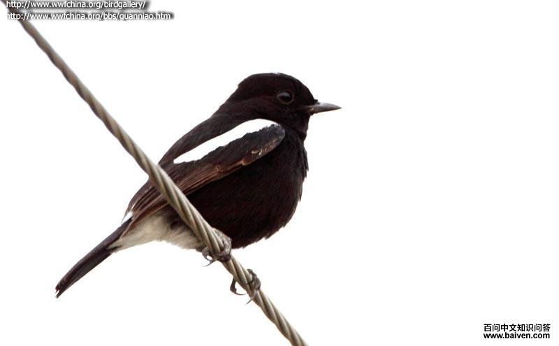 �װߺ�ʯ�S��ͼƬ