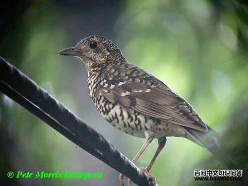 ��������ͼƬ