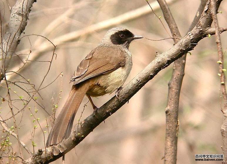 黑脸噪鹛 黑脸噪鹛的图片