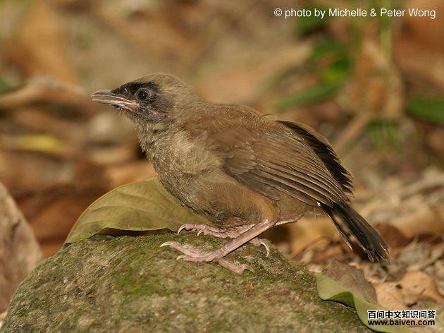 �������̣�����