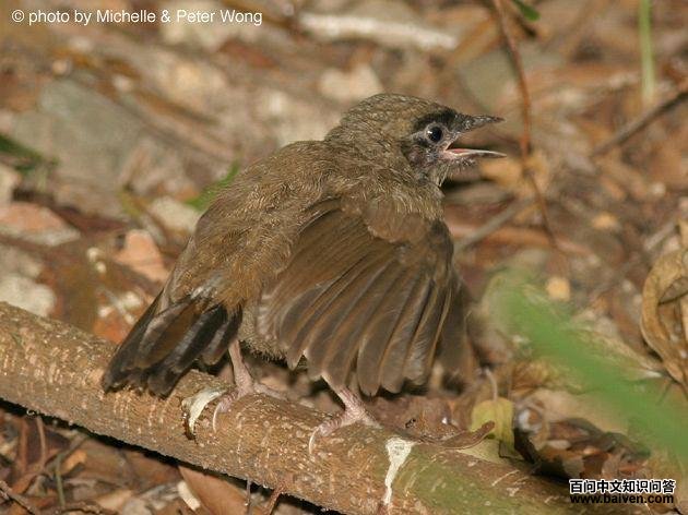 �������̣�����