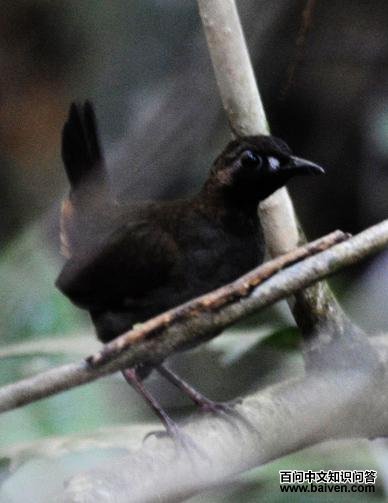 ��������ͼƬ