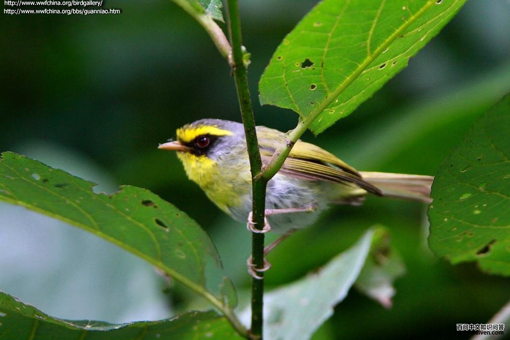 黑脸鹟莺 黑脸鹟莺的图片