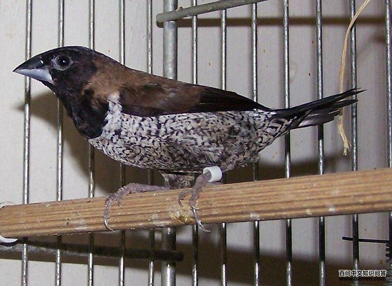 ���������ͼƬ