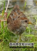 �����Ｆ��ͼƬ