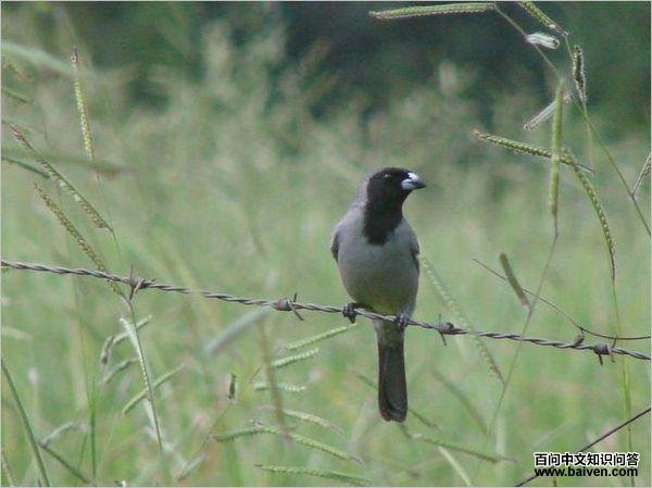 黑脸唐纳雀 黑脸唐纳雀的图片