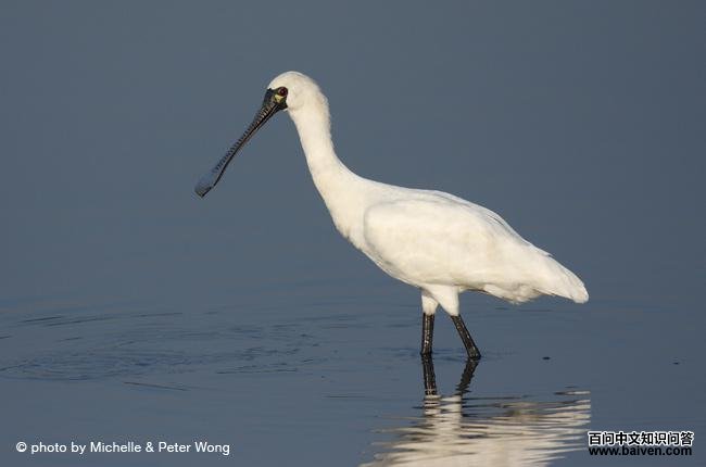 黑脸琵鹭 黑脸琵鹭的图片