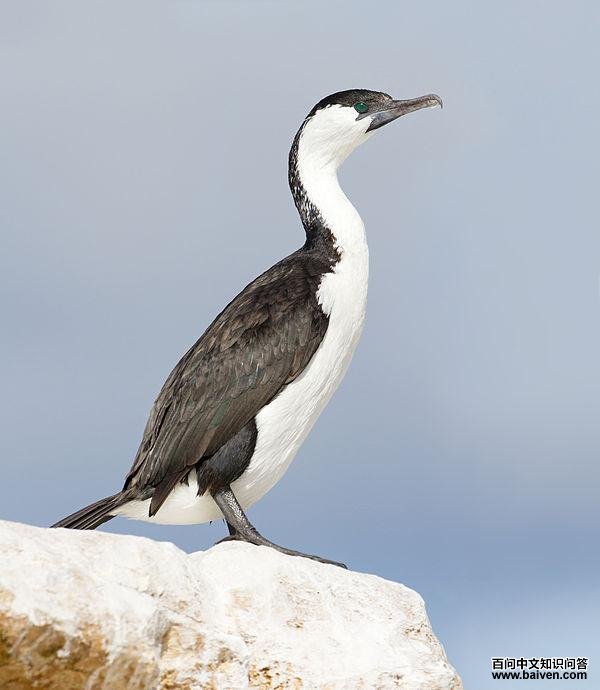 黑脸鸬鹚 黑脸鸬鹚的图片