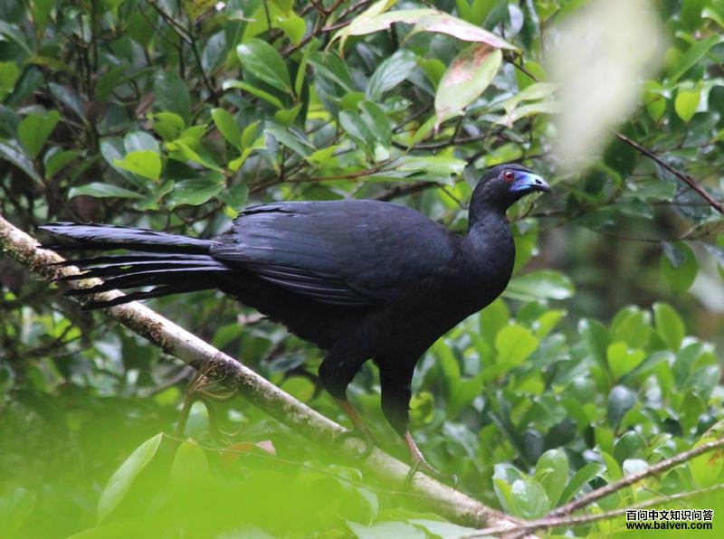 黑镰翅冠雉 黑镰翅冠雉的图片