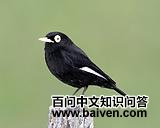 ���۰��l��