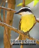 ��ʳӬ���l��