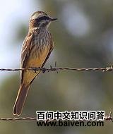 ��ɫ�ư��l��