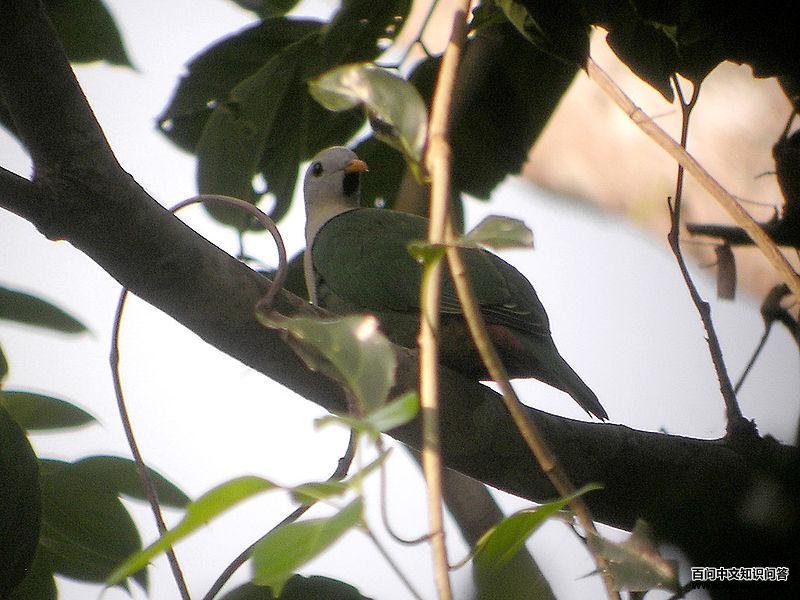 黑颏果鸠 黑颏果鸠的图片