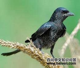 �ھ�β���ǳ���