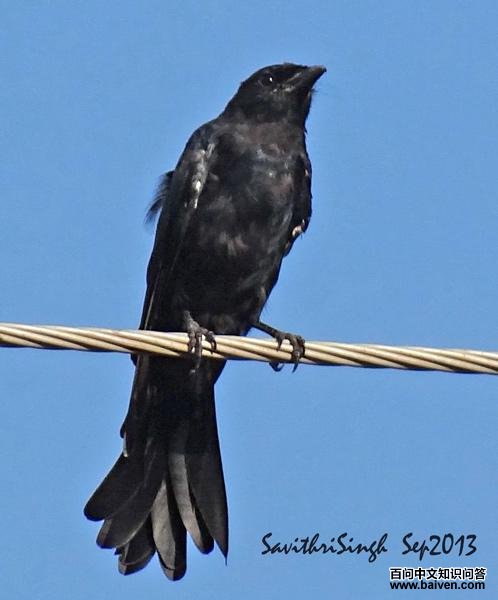 �ھ�β���ǳ���