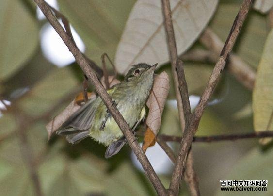 巴伊姬霸鹟 巴伊姬霸鹟的图片