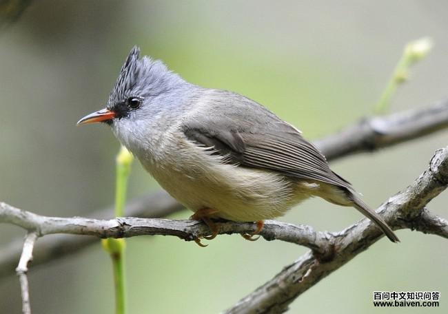 黑颏凤鹛 黑颏凤鹛的图片