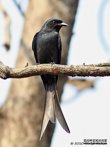 �ھ�β������