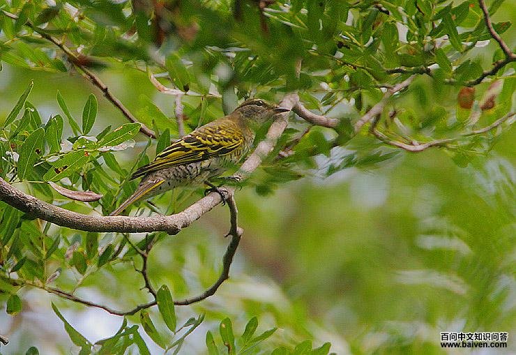 黑鹃鵙 黑鹃鵙的图片