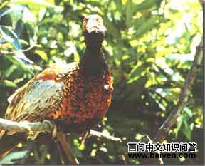 �ھ���β����ͼƬ