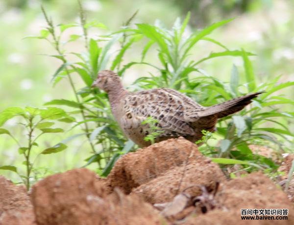 �ھ���β��