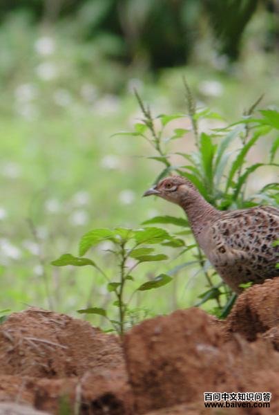 �ھ���β��