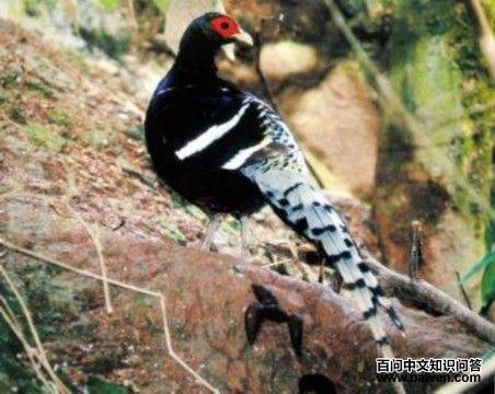 �ھ���β��