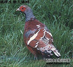 �ھ���β��