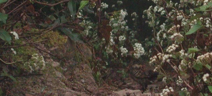 �ھ���β��