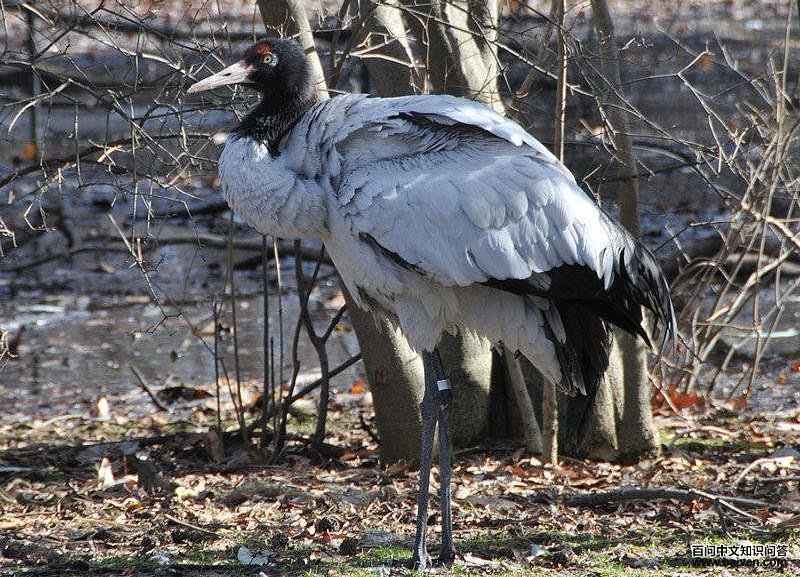 �ھ��׵�ͼƬ