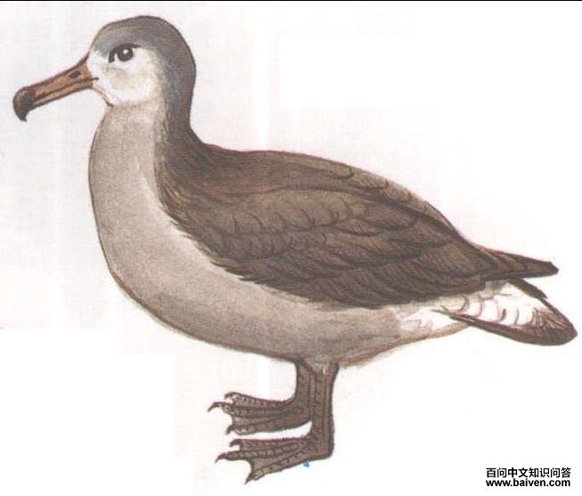 �ڽ�������