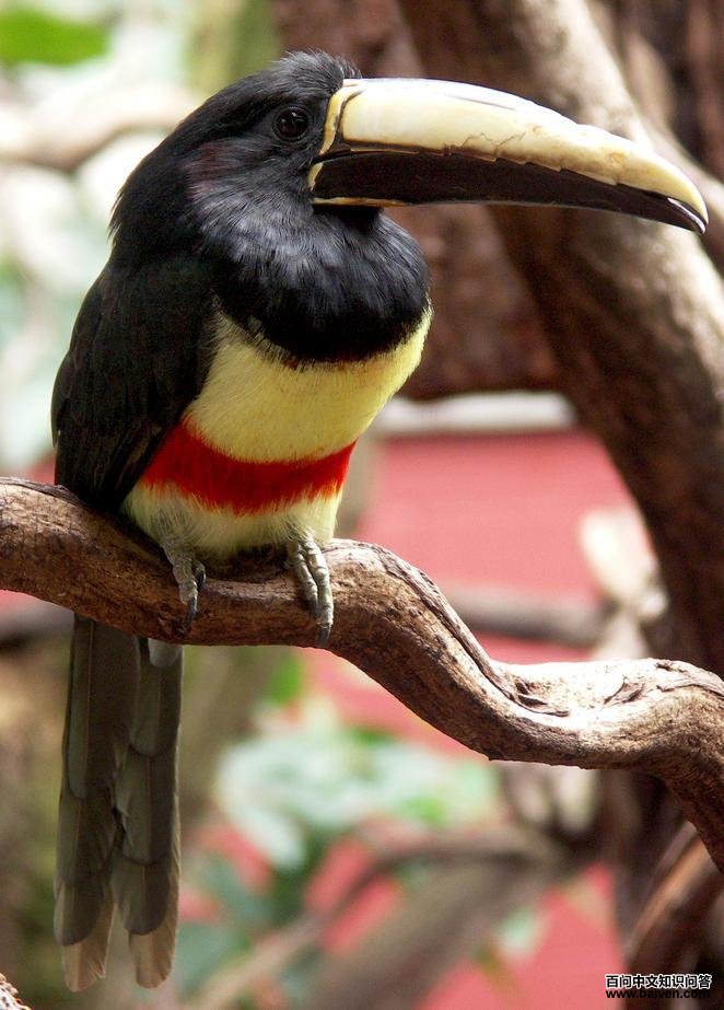 黑颈簇舌巨嘴鸟 黑颈簇舌巨嘴鸟的图片