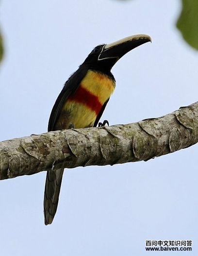 �ھ����������