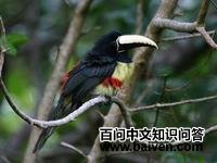 �ھ����������