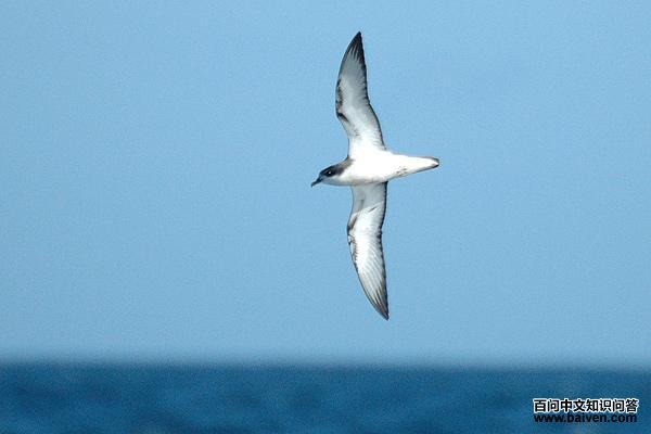 黑脚圆尾鹱 黑脚圆尾鹱的图片