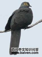 黑蕉鸠 黑蕉鸠的图片
