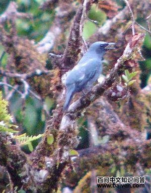 黑肩鹃鵙 黑肩鹃鵙的图片