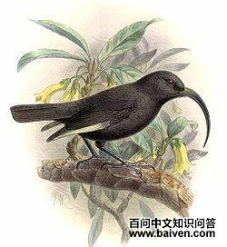 黑监督吸蜜鸟 黑监督吸蜜鸟的图片