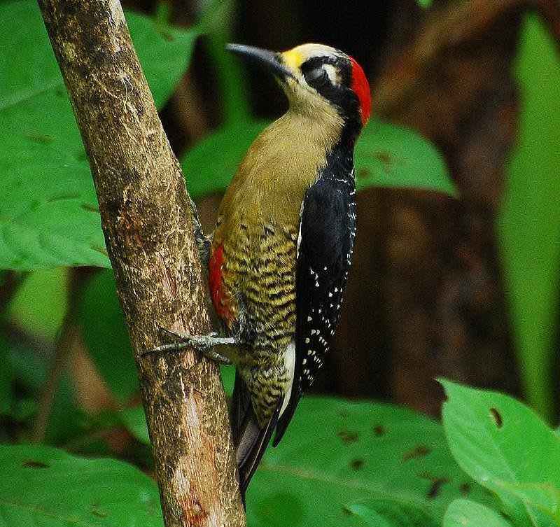 �ڼ���ľ���ͼƬ