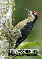 �ڼ���ľ��