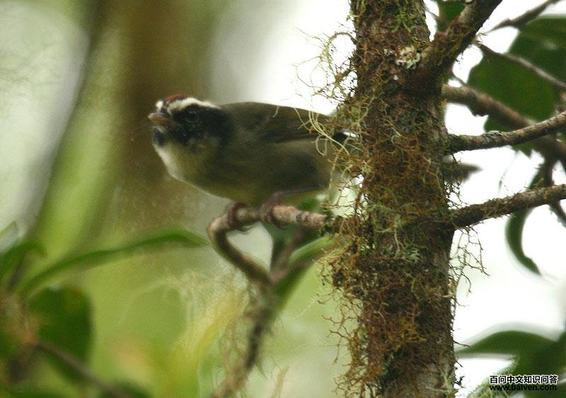 �ڼ���ɭݺ��ͼƬ