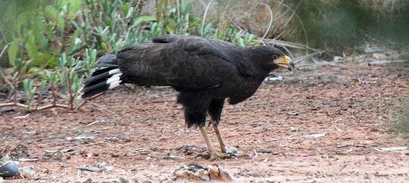黑鸡鵟 黑鸡鵟的图片