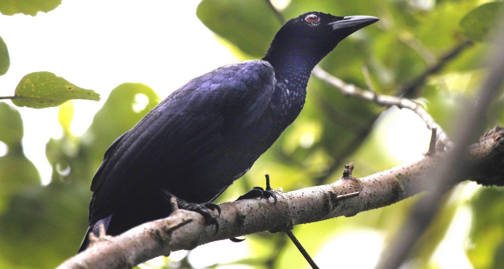 �ڻԼ������ͼƬ