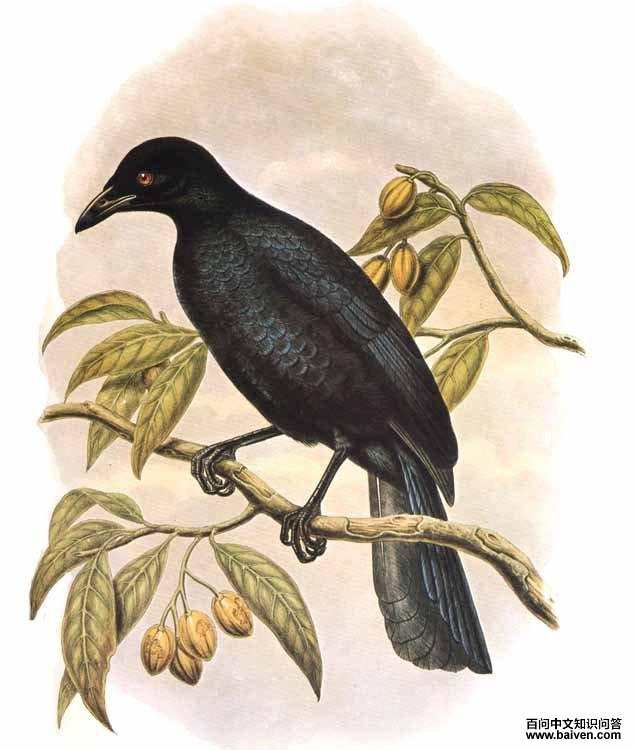 �ڻԼ�����