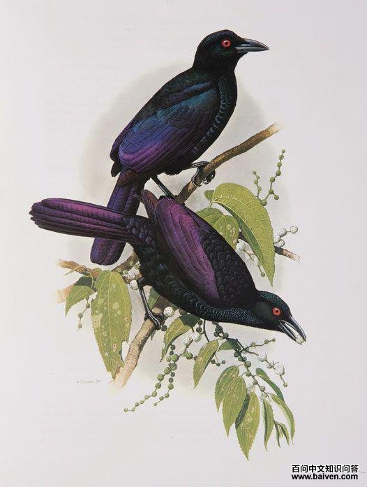 �ڻԼ�����