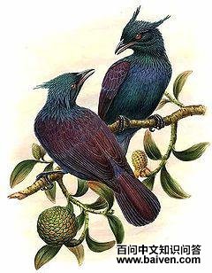 �ڻԼ�����