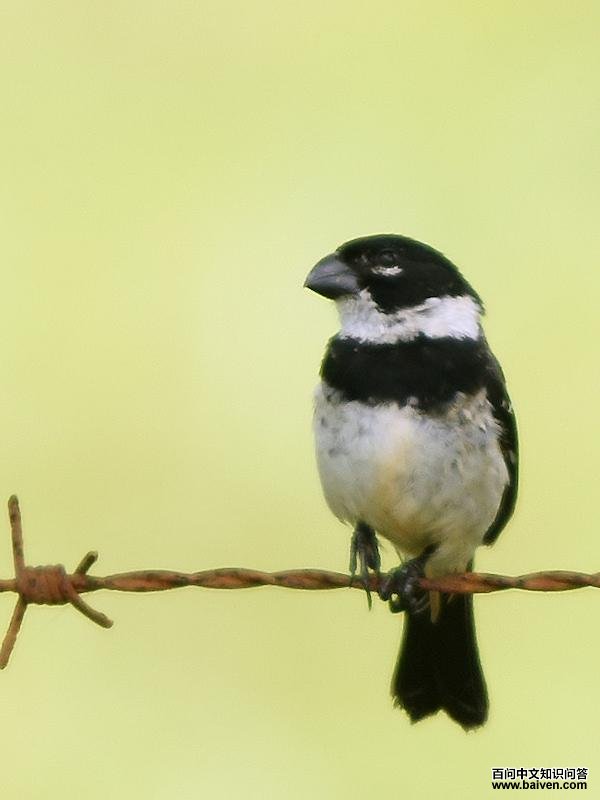 白领食籽雀 白领食籽雀的图片