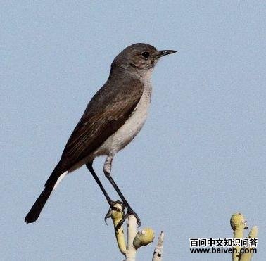 ʩ�����S��ͼƬ