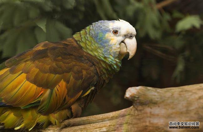 ʥ��ɭ�������и�