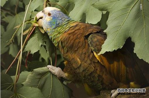 ʥ��ɭ�������и�